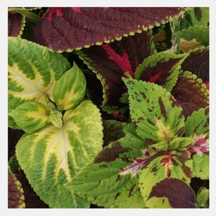 Coleus Rainbow Mix Flower Seeds