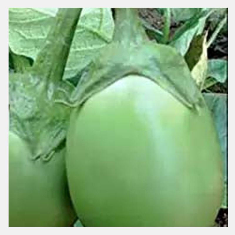 Eggplant Green