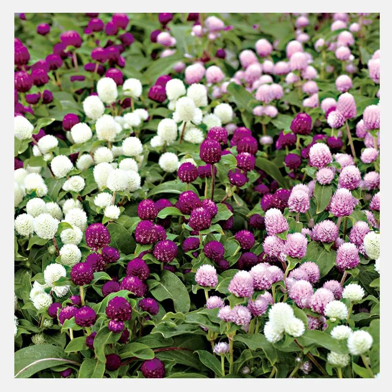 Gomphrena Mix