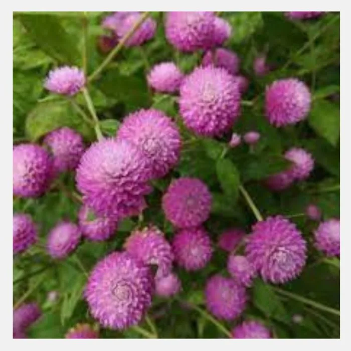 Gomphrena Dwarf Buddy Flower Seeds - Image 2