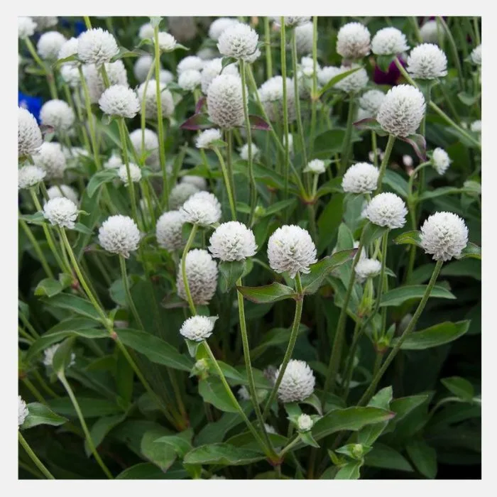 Gomphrena Dwarf Buddy Flower Seeds - Image 3