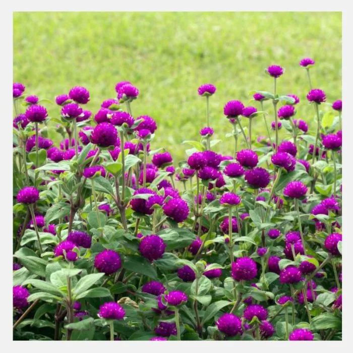 Gomphrena Dwarf Buddy Flower Seeds - Image 4