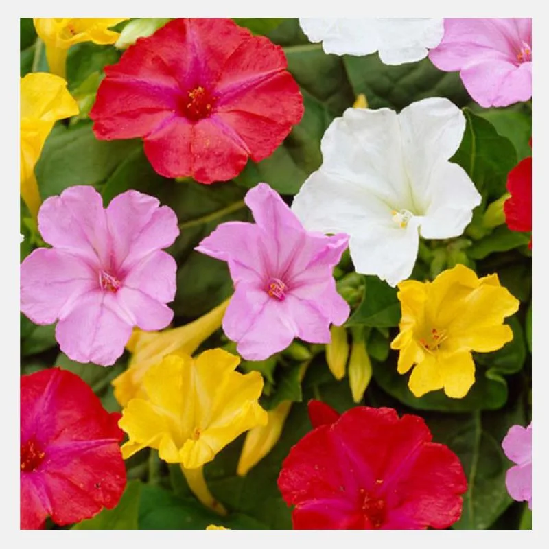 Mirabilis Jalapa (Four’o clock) Mix Flower Seeds