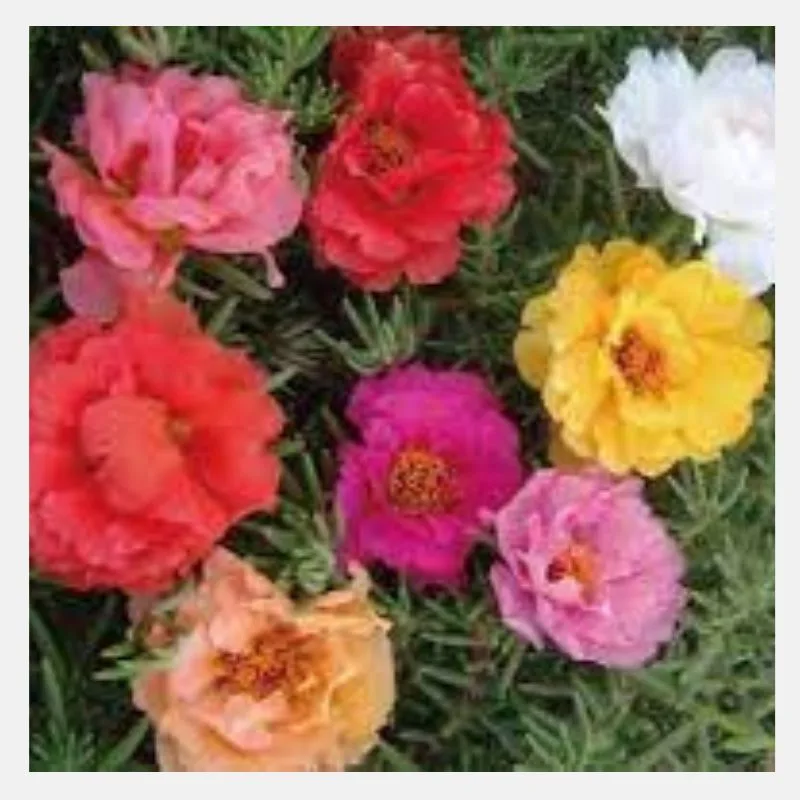 Portulaca Longtime Mix Flower Seeds