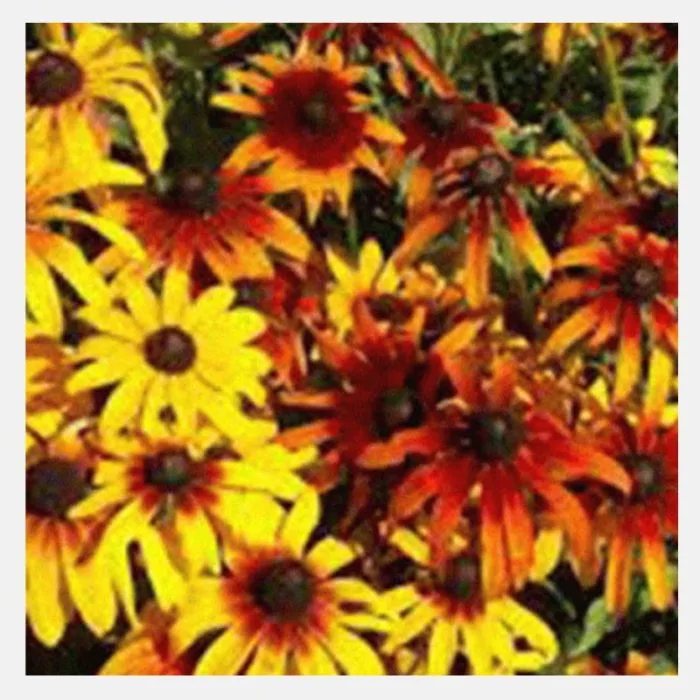 Rudbeckia Mix Flower Seeds