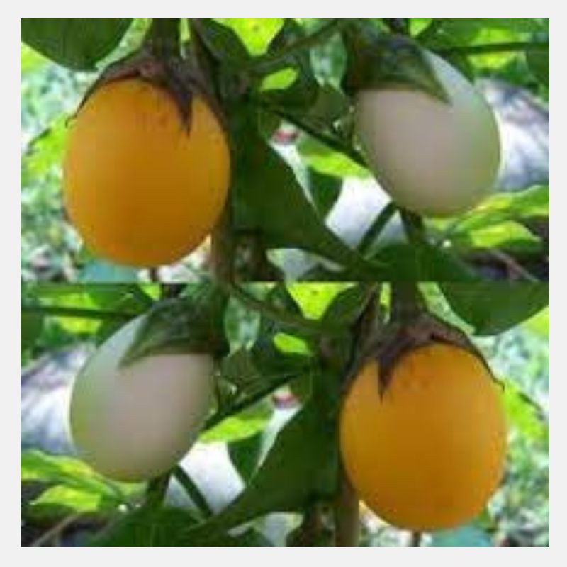 Solanum (1)