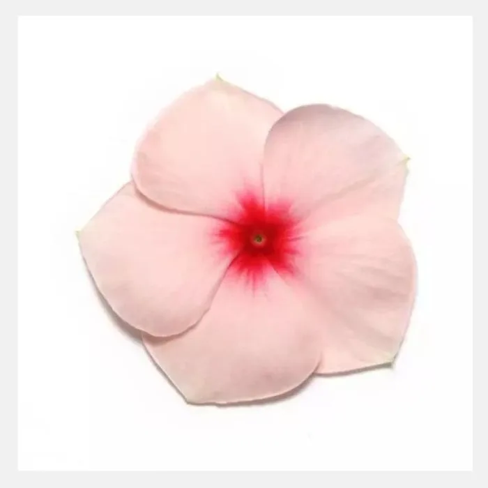 Vinca Dwarf Flower Seeds - Image 9