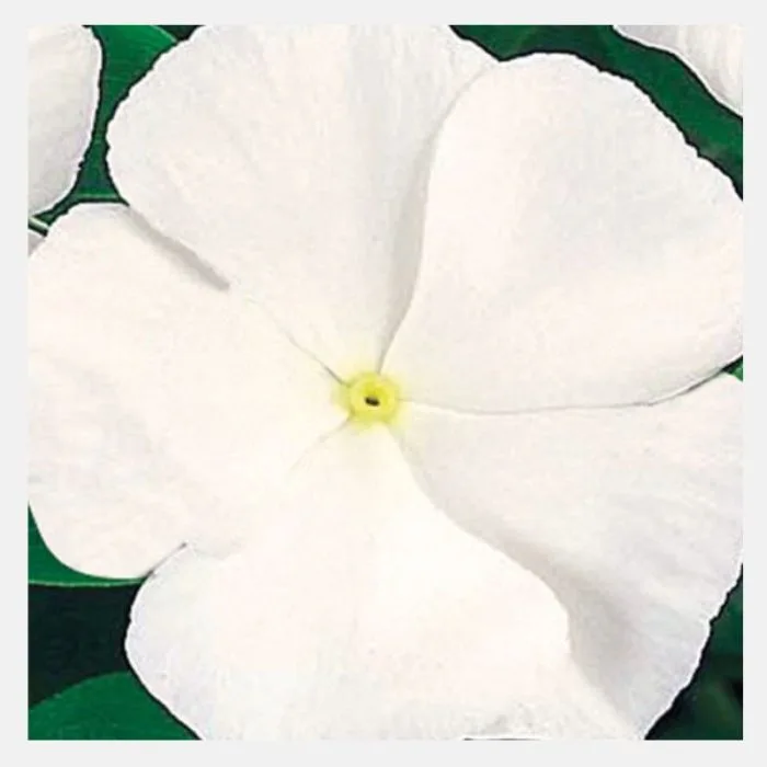 Vinca Dwarf Flower Seeds - Image 2