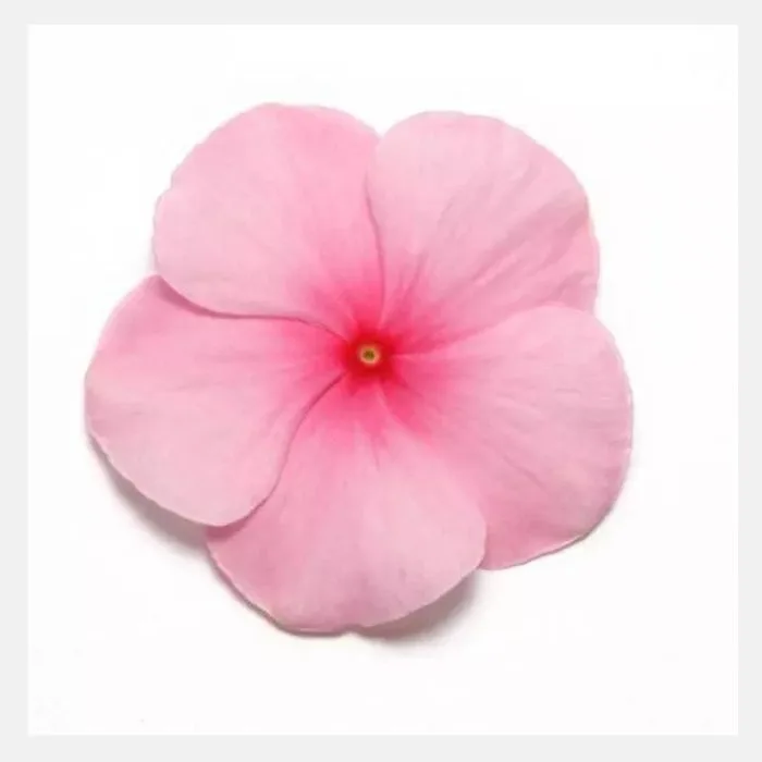 Vinca Dwarf Flower Seeds - Image 8