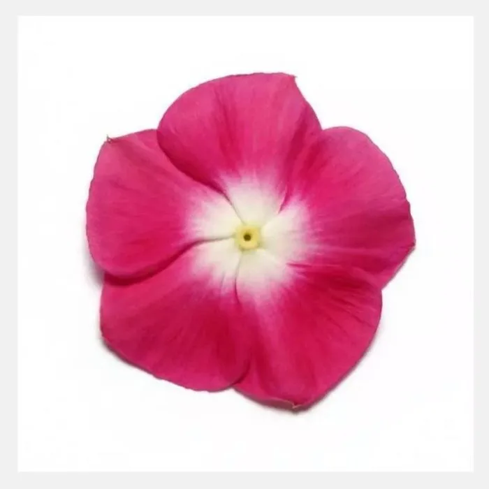 Vinca Dwarf Flower Seeds - Image 7