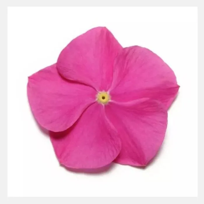 Vinca Dwarf Flower Seeds - Image 6