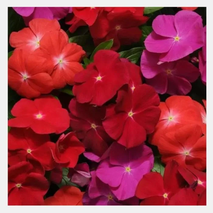 Vinca Dwarf Flower Seeds