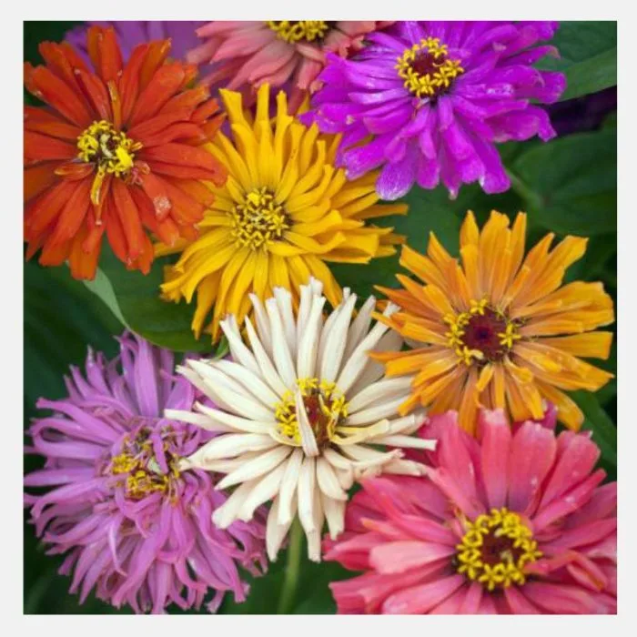 Zinnia (Chrysanthemum) Mix Flower Seeds