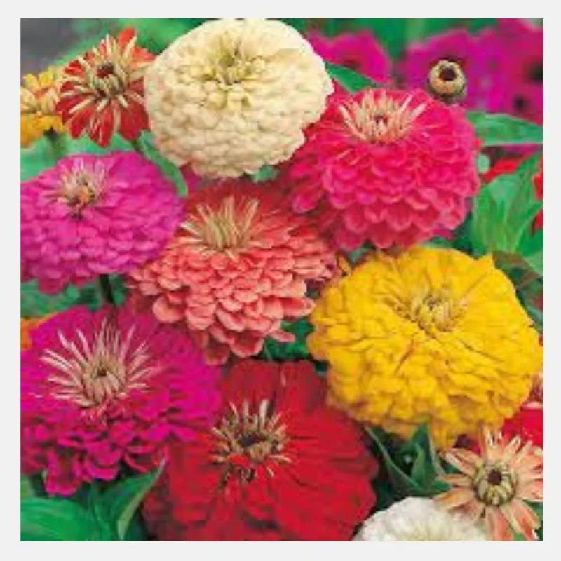 Zinnia Dreamland Flower Seeds
