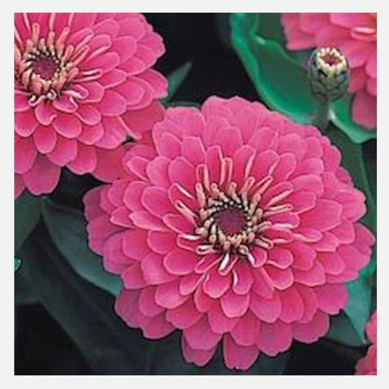 Zinnia Dreamland Flower Seeds - Image 4