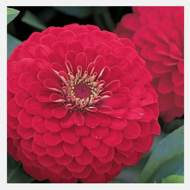 Zinnia Dreamland Flower Seeds - Image 5