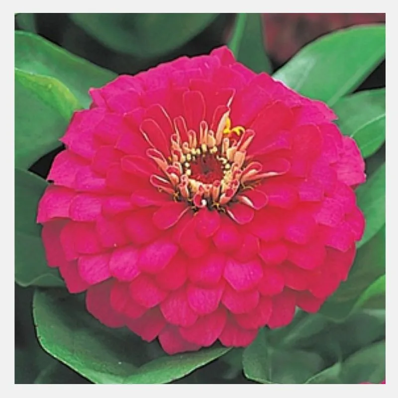 Zinnia Dreamland Flower Seeds - Image 6