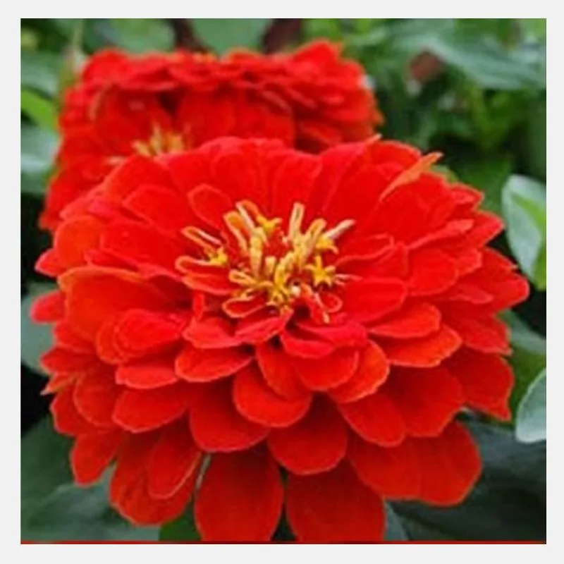 Zinnia Dreamland Flower Seeds - Image 7