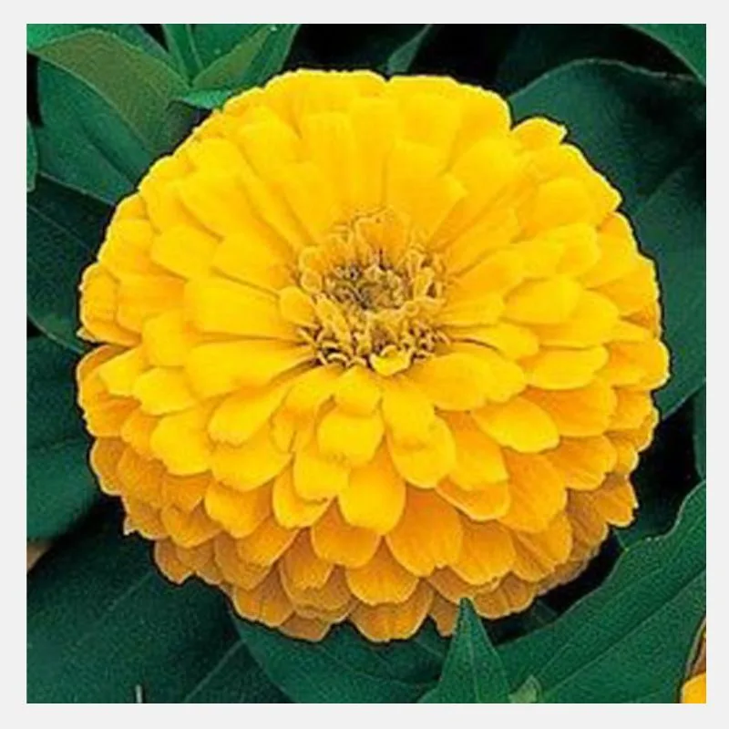 Zinnia Dreamland Flower Seeds - Image 8