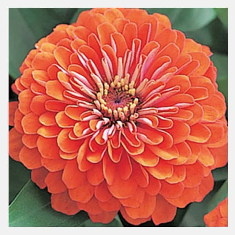 Zinnia Dreamland Flower Seeds - Image 2