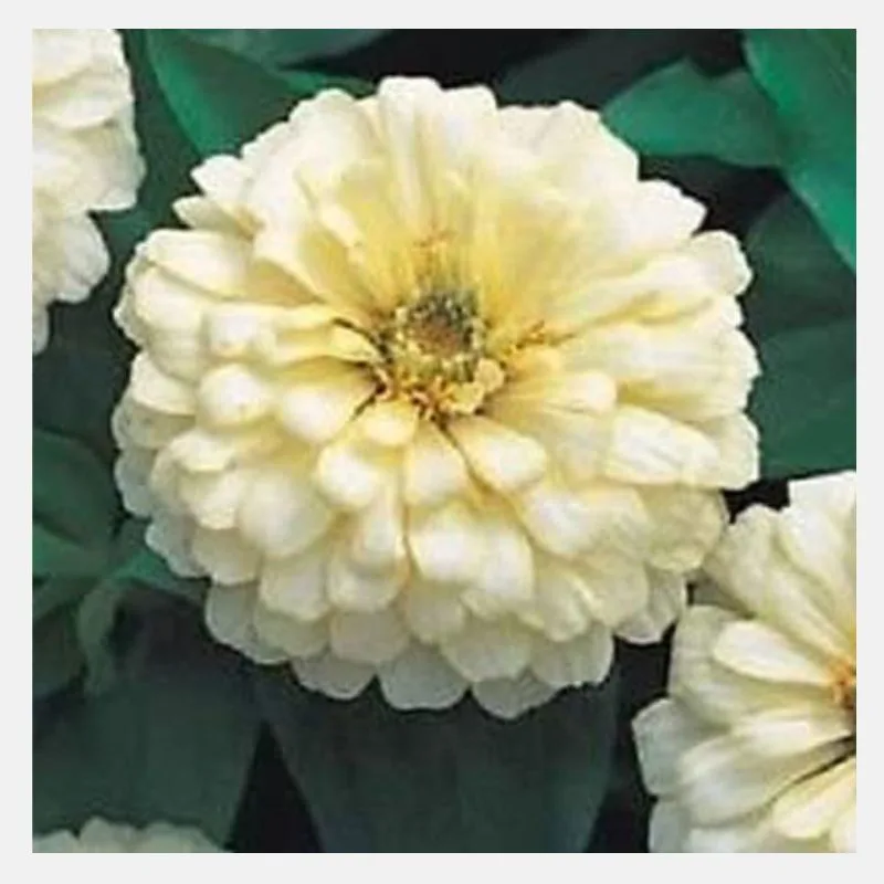 Zinnia Dreamland Flower Seeds - Image 3