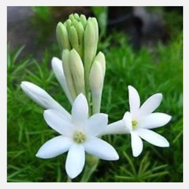 Tuberose Bulb (12 Bulbs Offer)