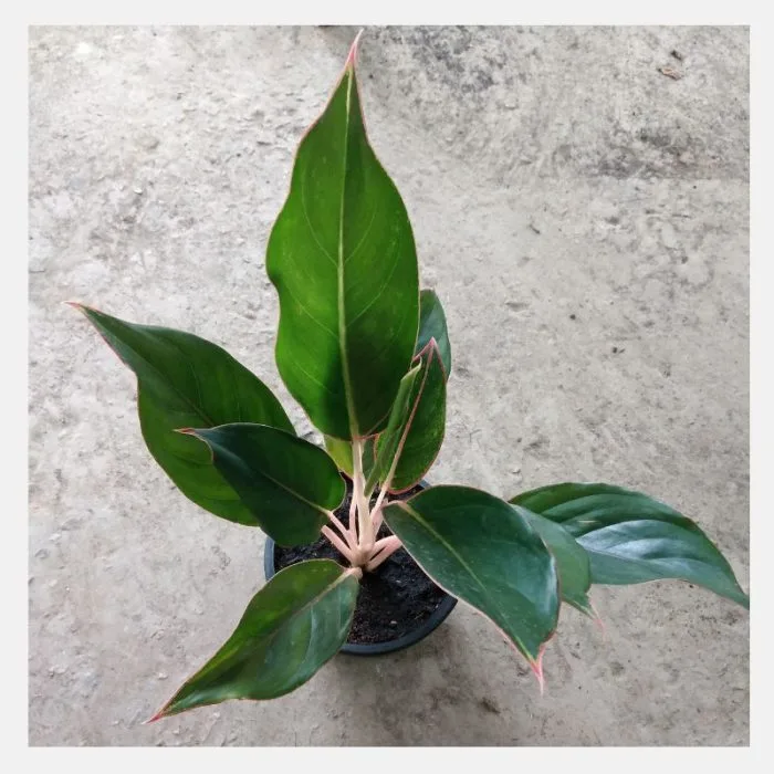 Aglaonema Green Plant