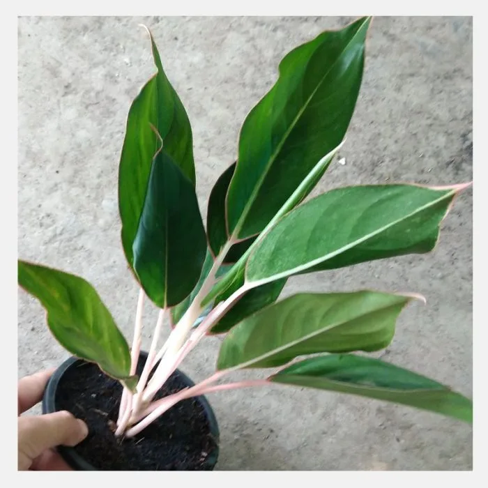 Aglaonema Green Plant - Image 2