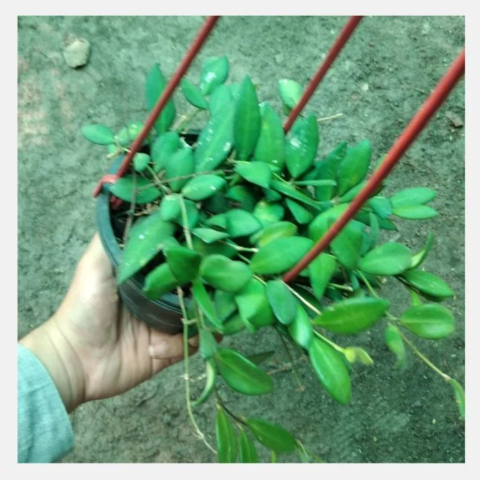 Hoya Rosita