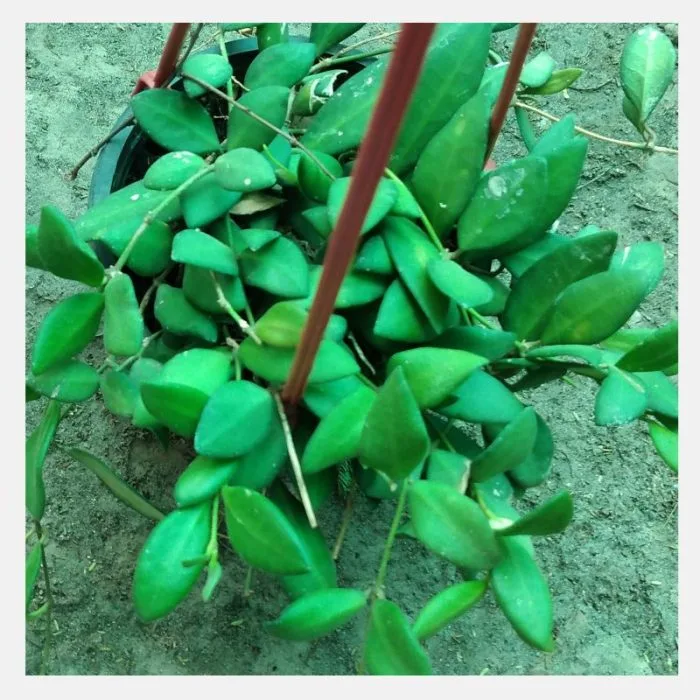 Hoya Rosita - Image 2