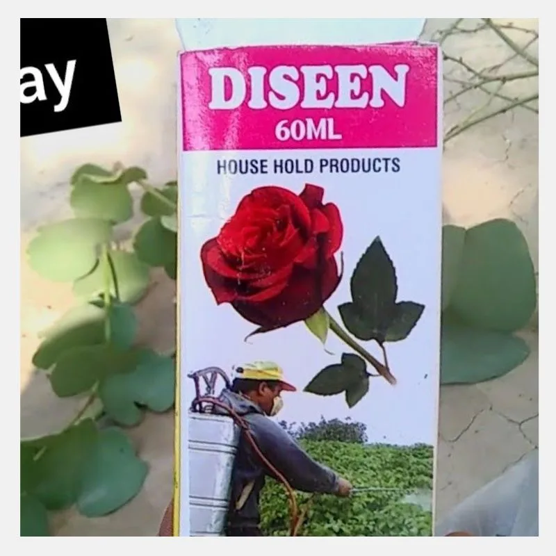 diseen (1)