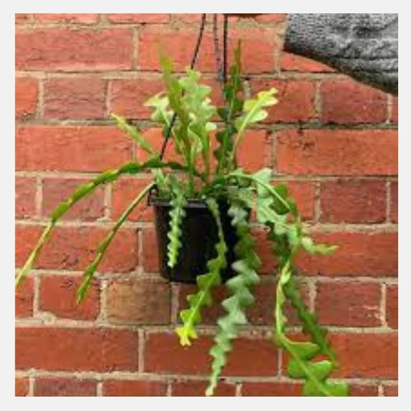 fishbone cactus