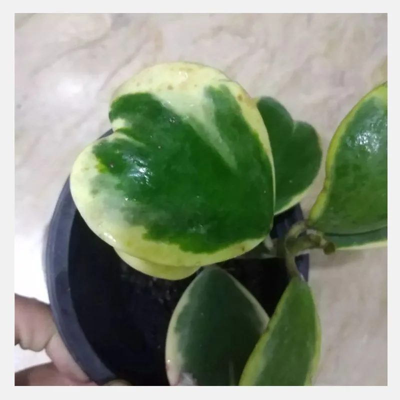 hoya kerii 1