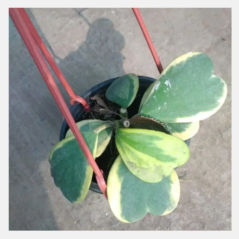 hoya kerii 2