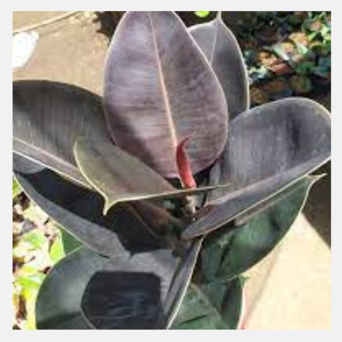 Black Prince Rubber Plant