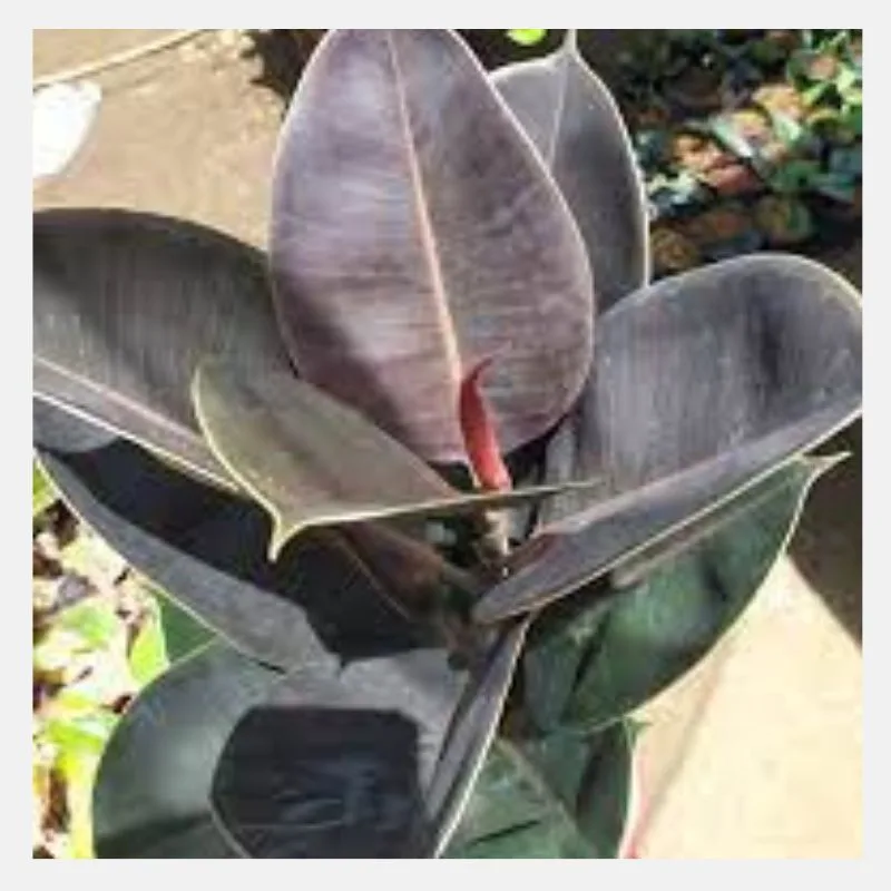 Black Prince Rubber Plant 1