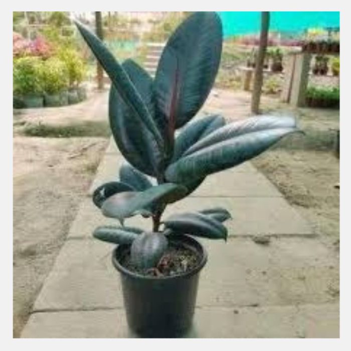 Black Prince Rubber Plant