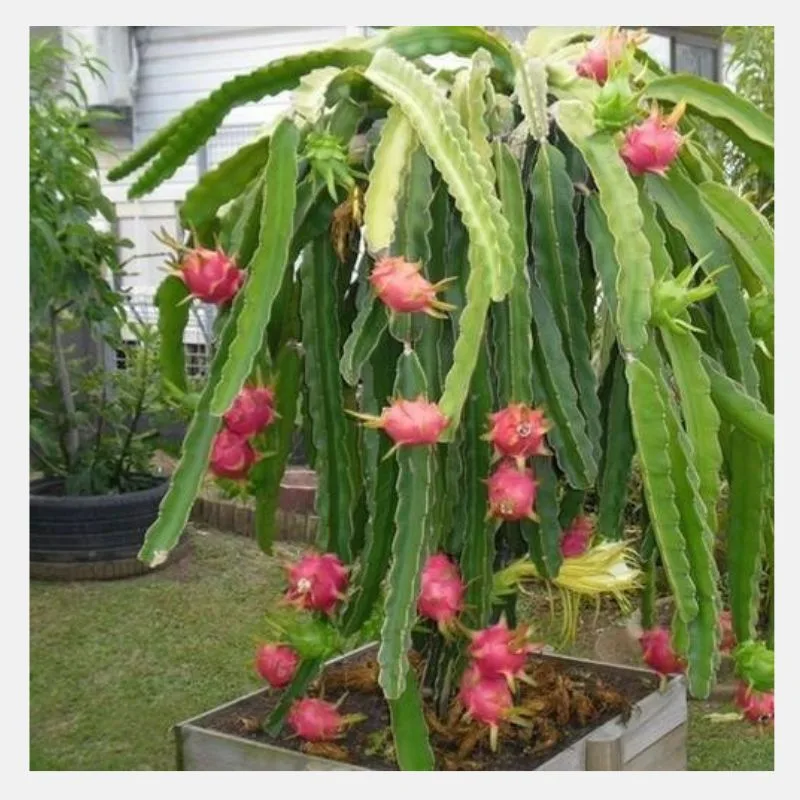 Dragon Fruit