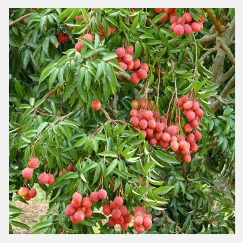 Lychee