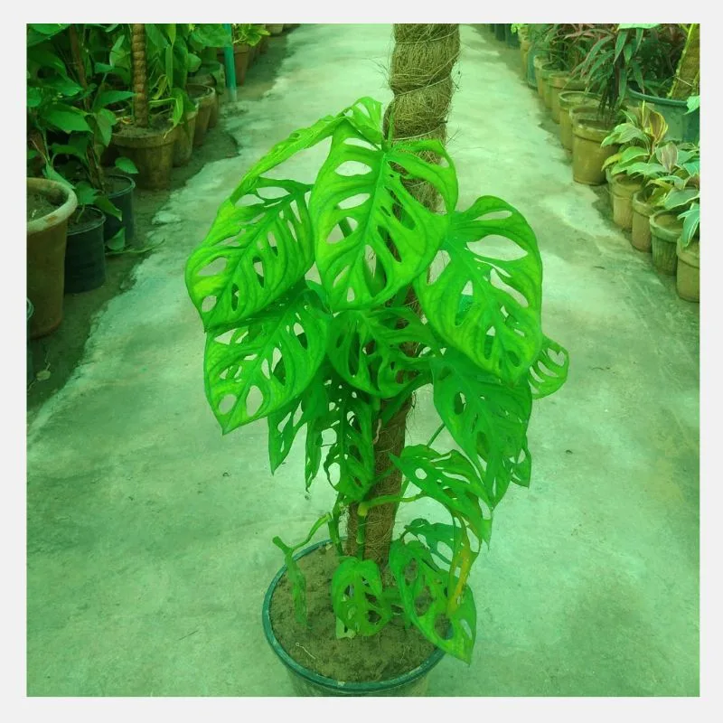Monstera Adansonii – Broken Heart Plant