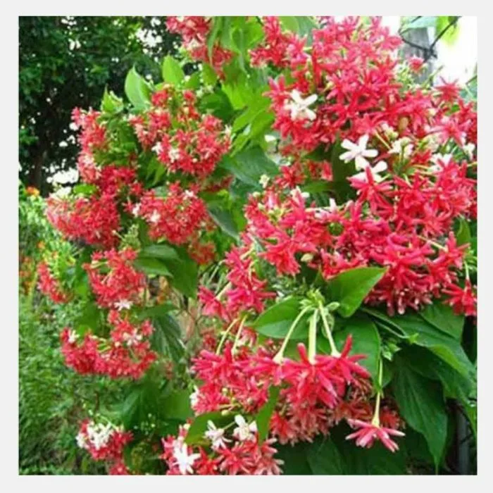 Rangoon Creeper (Jhumka Bail) Plant