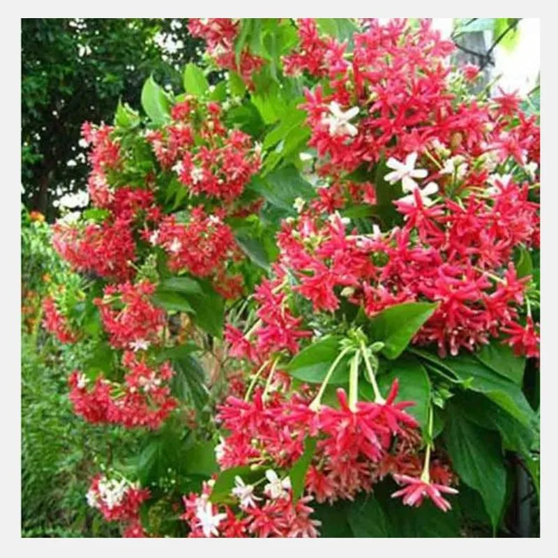 Rangoon Creeper (Jhumka Bail)