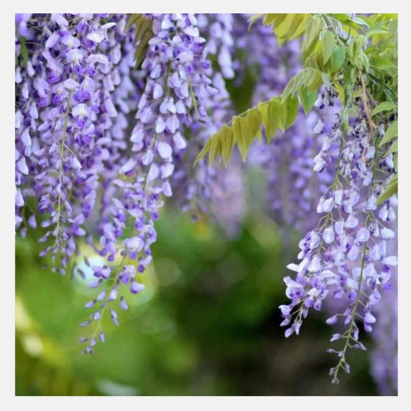Wisteria Purple