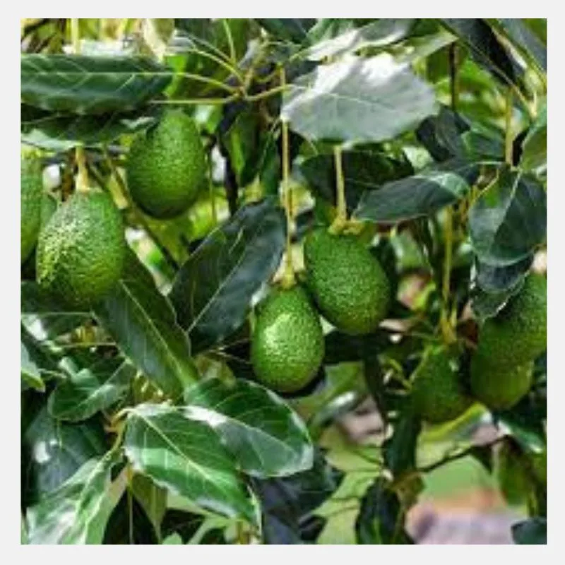 avocado (1)