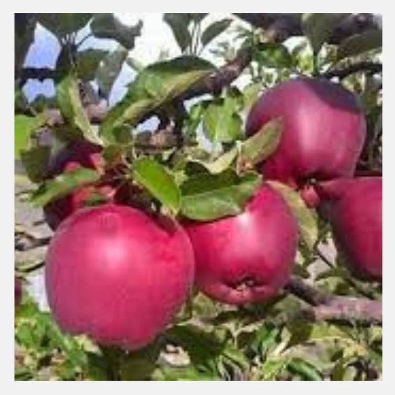 kala kallu Apple