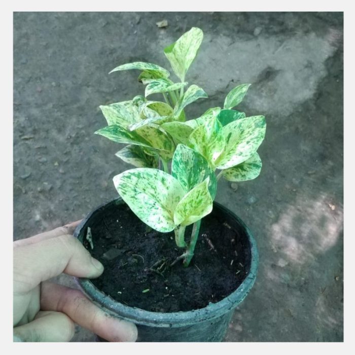 Marble Queen Pothos