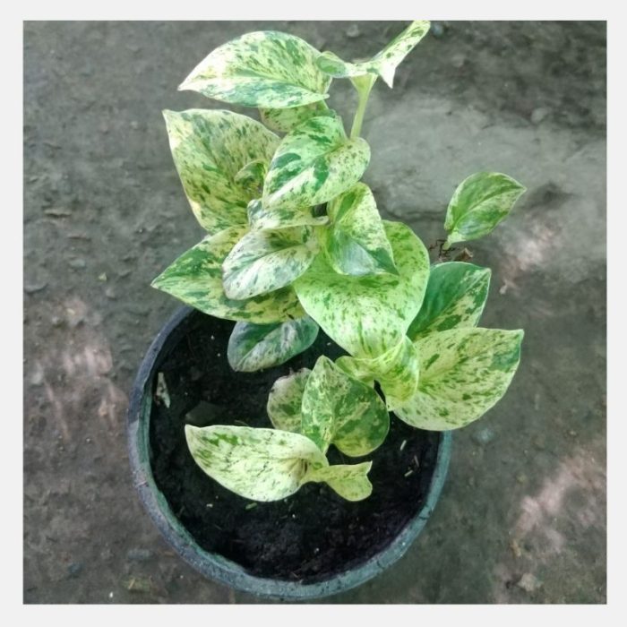 Marble Queen Pothos