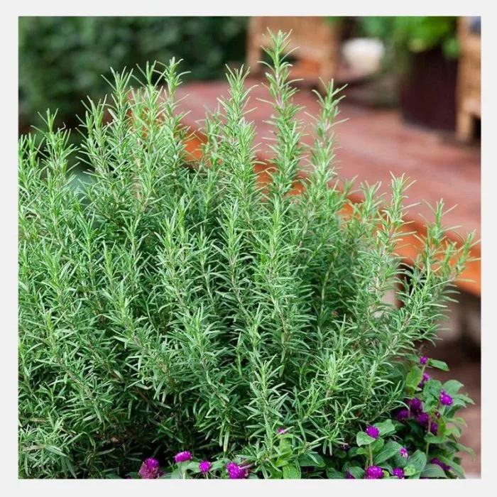 Rosemary Seeds