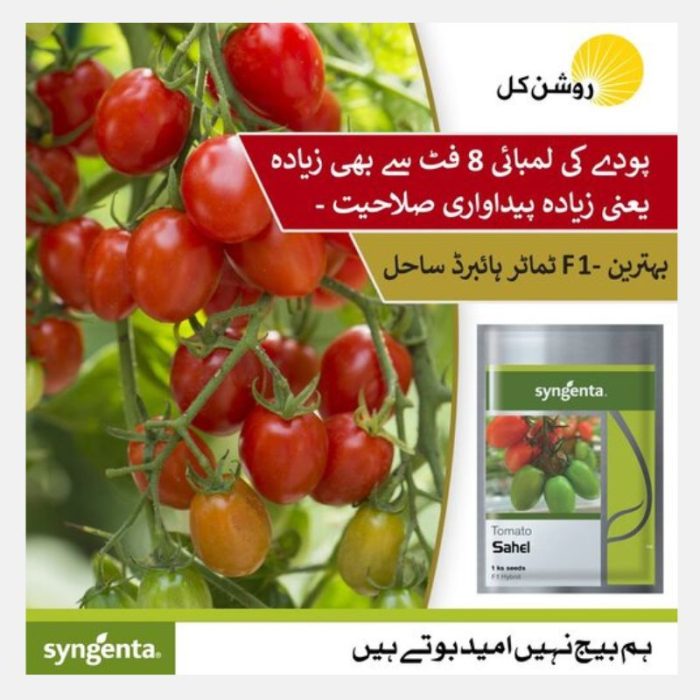 Tomato Sahel Seeds