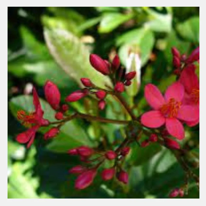 Jatropha Plant
